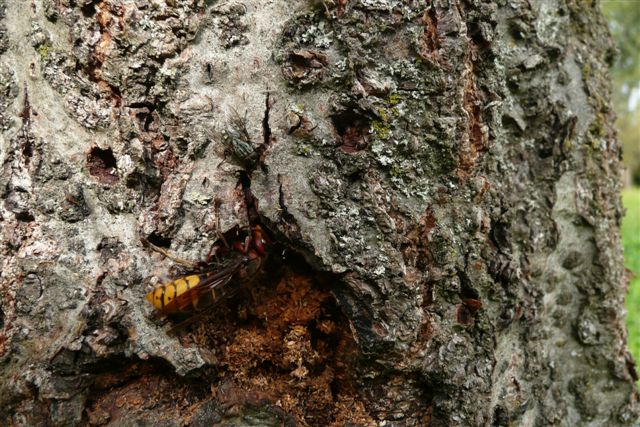 due Vespa crabro in lotta vicino ad una fonte di cibo