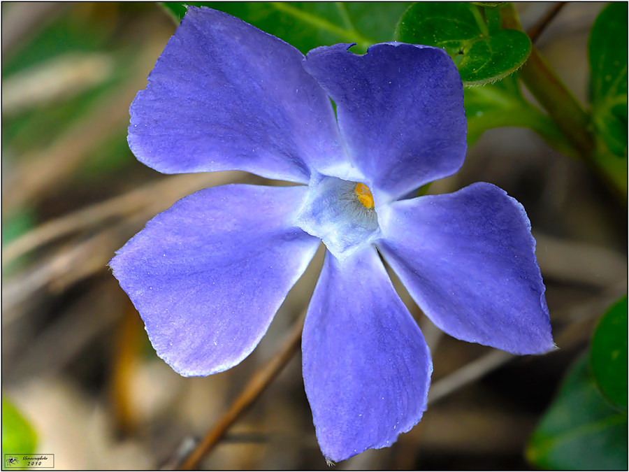 Vinca major