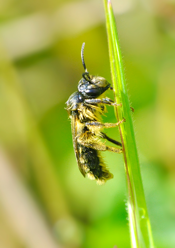 Apoideo (cf. Andrena sp.)