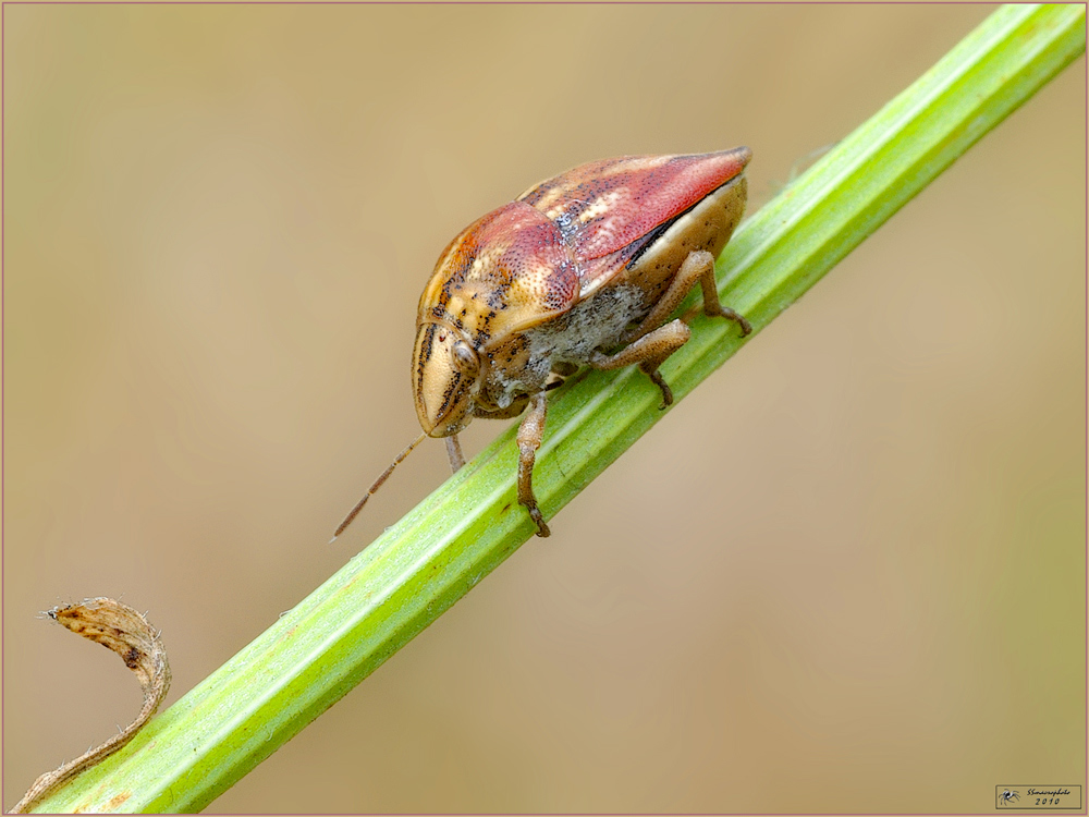 aiuto per identificazione