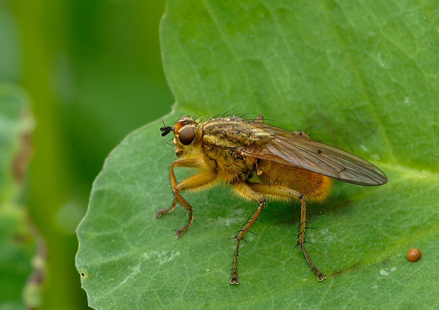 Scathophaga stercoraria M (Scathophagidae)