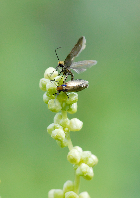 Identificazione insettini - Micropterigidae