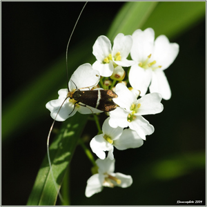 identificazione farfalletta