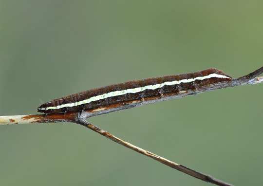 identificazione bruchi