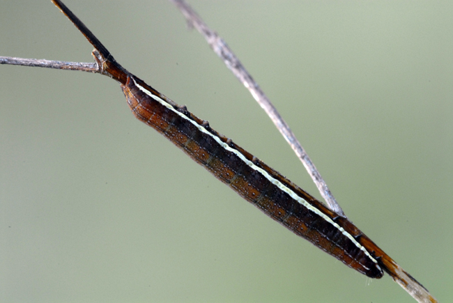 identificazione bruchi