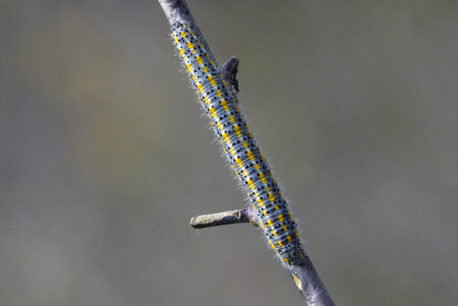 identificazione bruchi