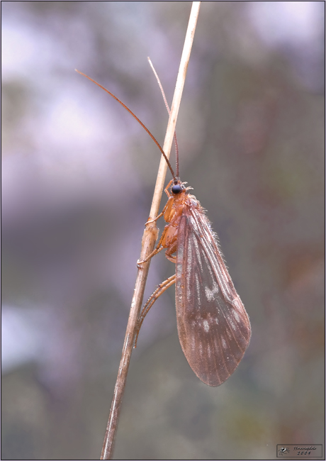 Potamophylax cingulatus