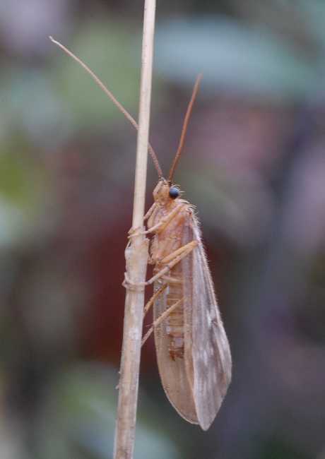 Potamophylax cingulatus