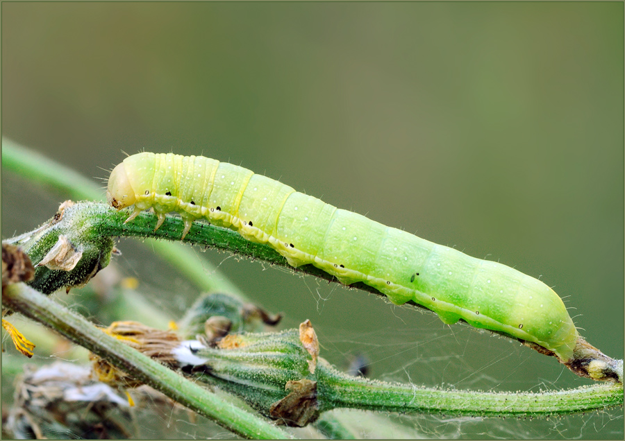 larva di cosa?