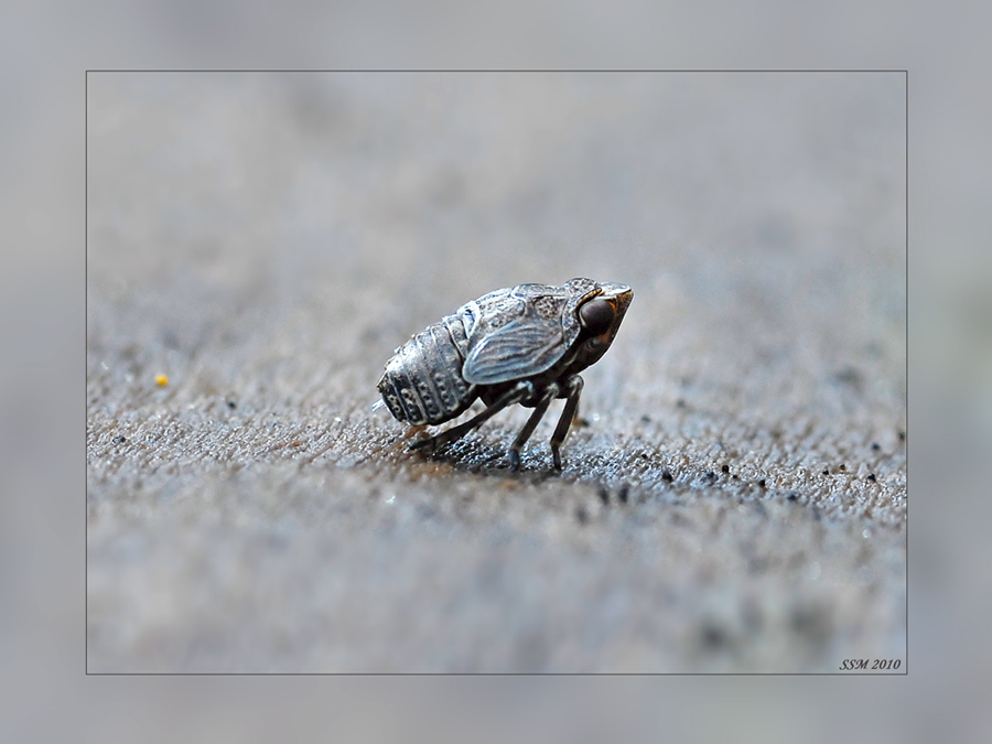 UFO....non pi, ninfa di Mycterodus sp.