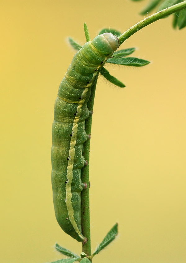 identificazione larva