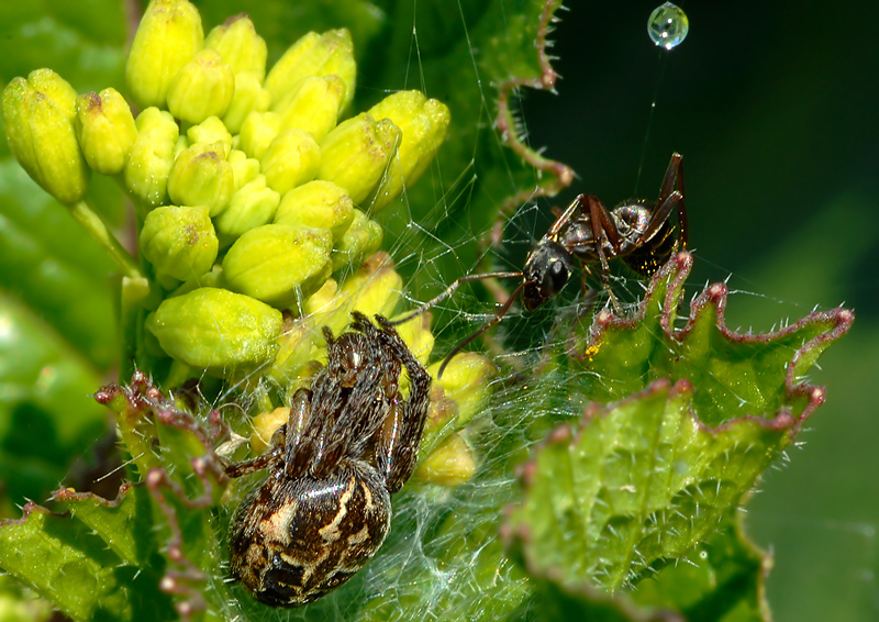 Lycosidae; Araneidae; Carrhotus xanthogramma