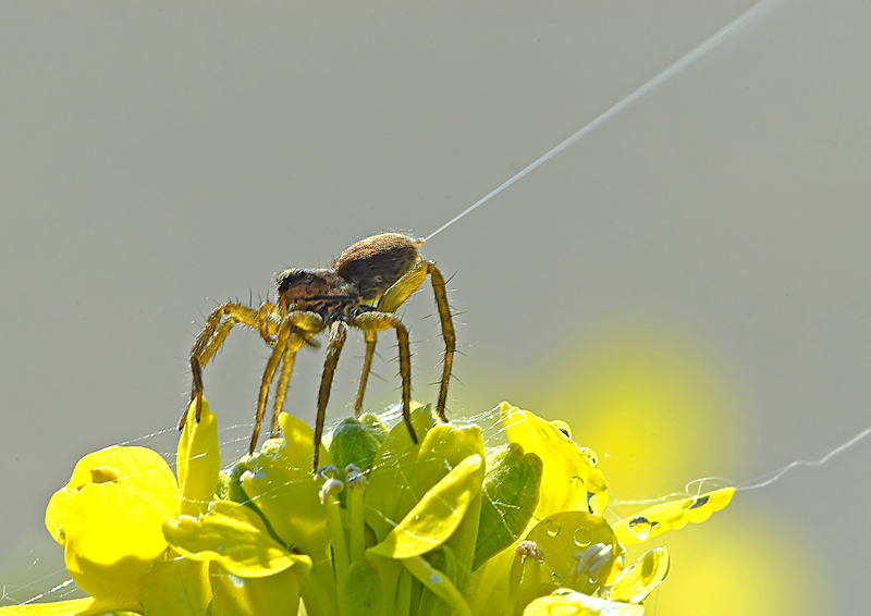 Lycosidae; Araneidae; Carrhotus xanthogramma