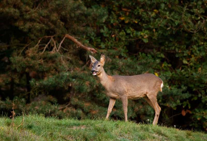 Il Capriolo