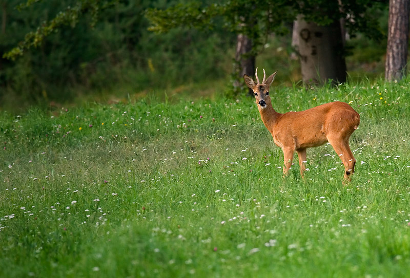 Il Capriolo