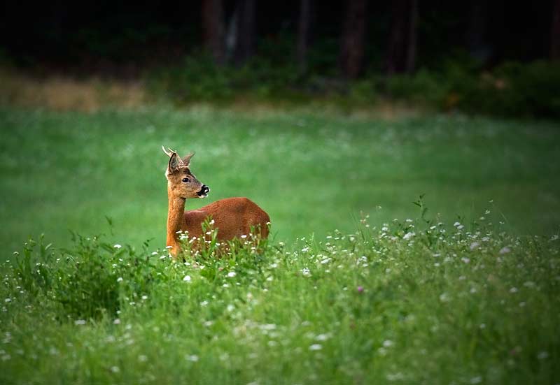 Il Capriolo