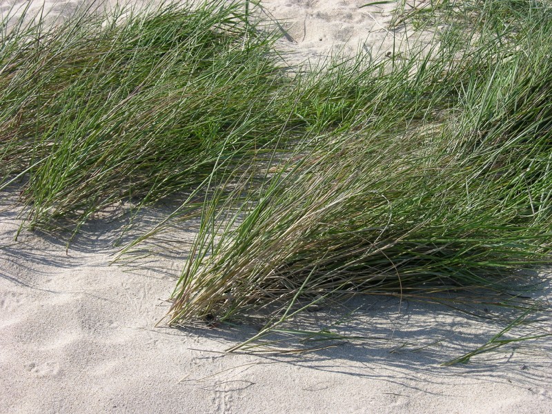 Graminacea dunale cfr. Elytrigia juncea