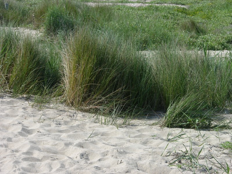 Graminacea dunale cfr. Elytrigia juncea