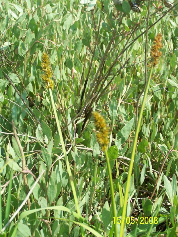 Carex otrubae e Bolboschoenus maritimus
