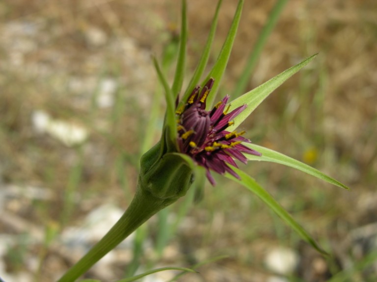 Sulla spiaggia - Tragopogon porrifolius