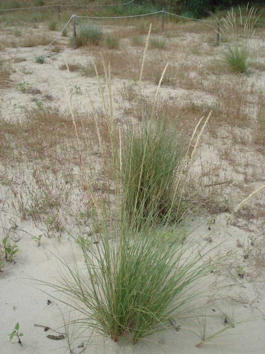 Specie dunali - Ammophila litoralis