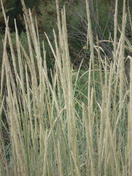 Specie dunali - Ammophila litoralis