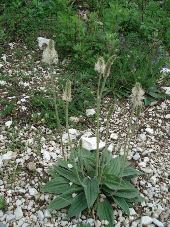 Plantago media