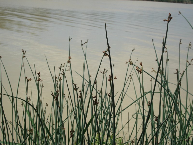 Schoenoplectus tabernaemontani ?