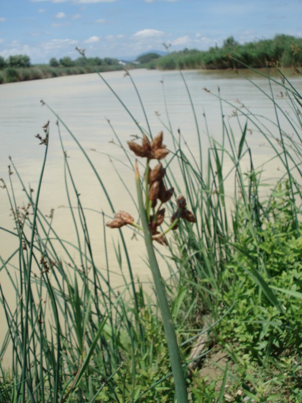 Schoenoplectus tabernaemontani ?