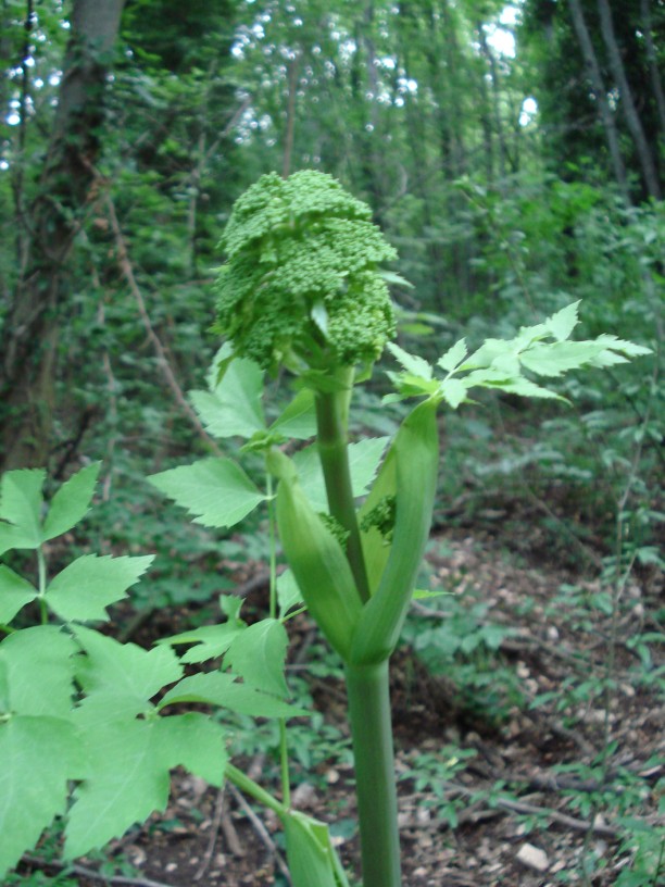 In un querco-carpineto - Angelica sylvestris