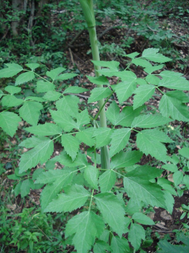 In un querco-carpineto - Angelica sylvestris