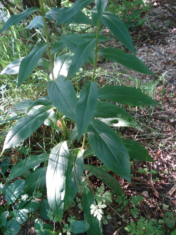 Digitalis micrantha