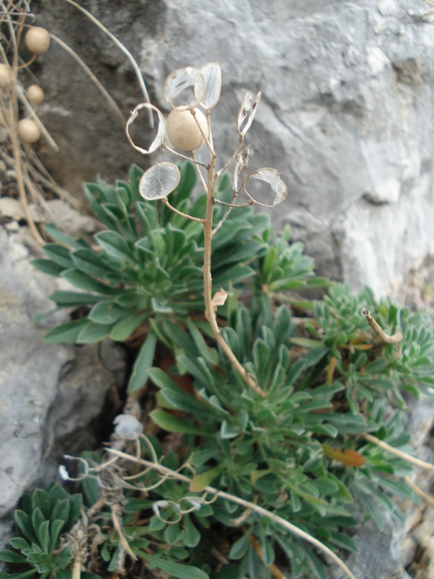 Alyssoides utriculata / Vesicaria maggiore