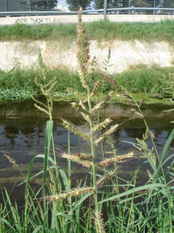 Echinochloa crus-galli / Giavone comune