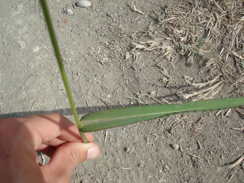 Echinochloa crus-galli / Giavone comune