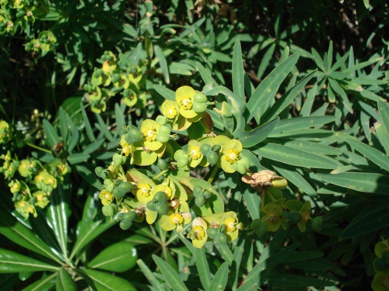 Euphorbia dendroides