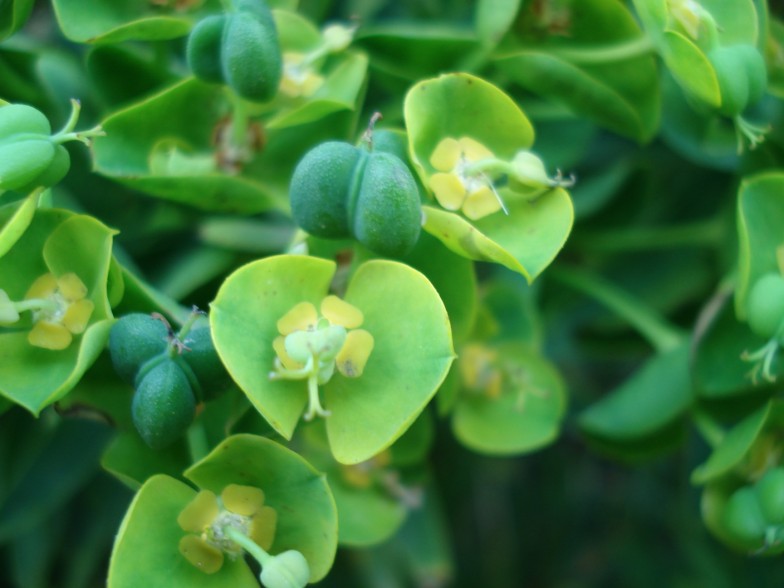 Euphorbia dendroides