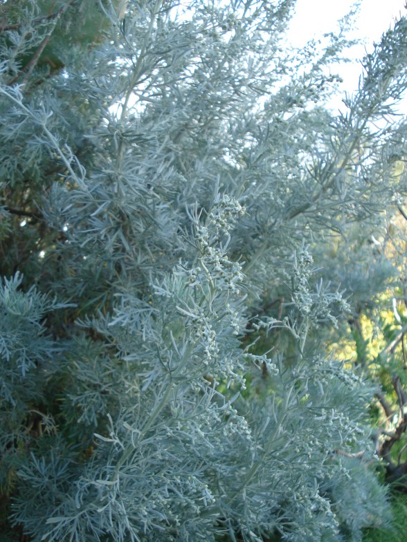 Artemisia absinthium