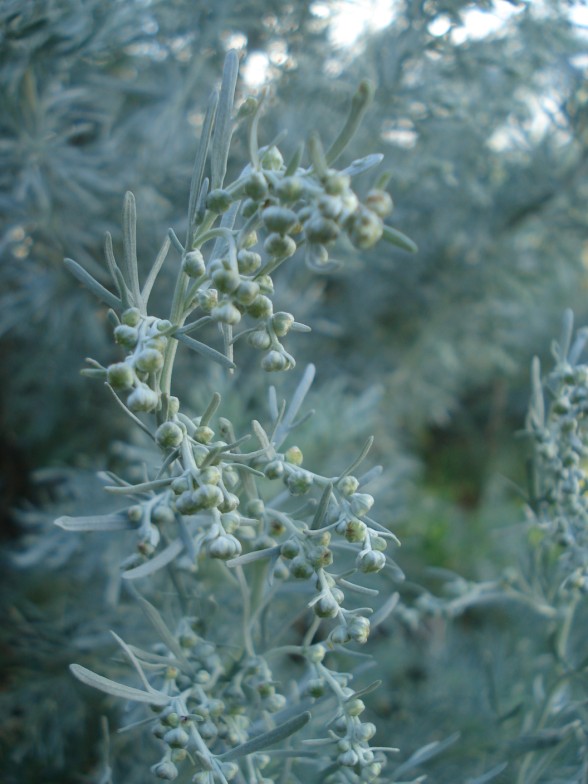 Artemisia absinthium