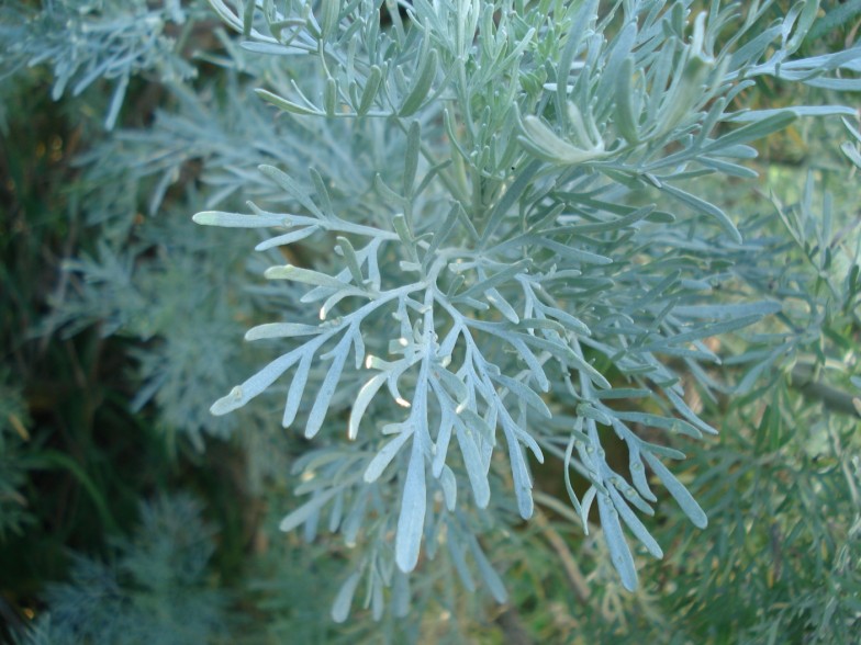 Artemisia absinthium