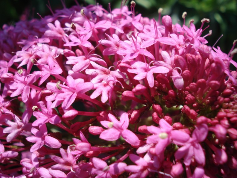 Centranthus ruber