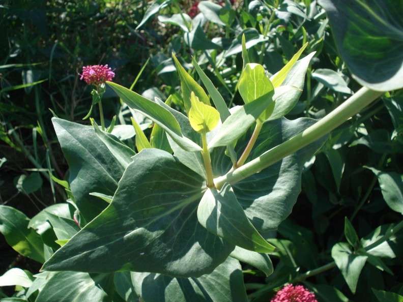 Centranthus ruber