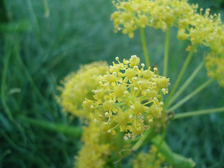 Ferula communis