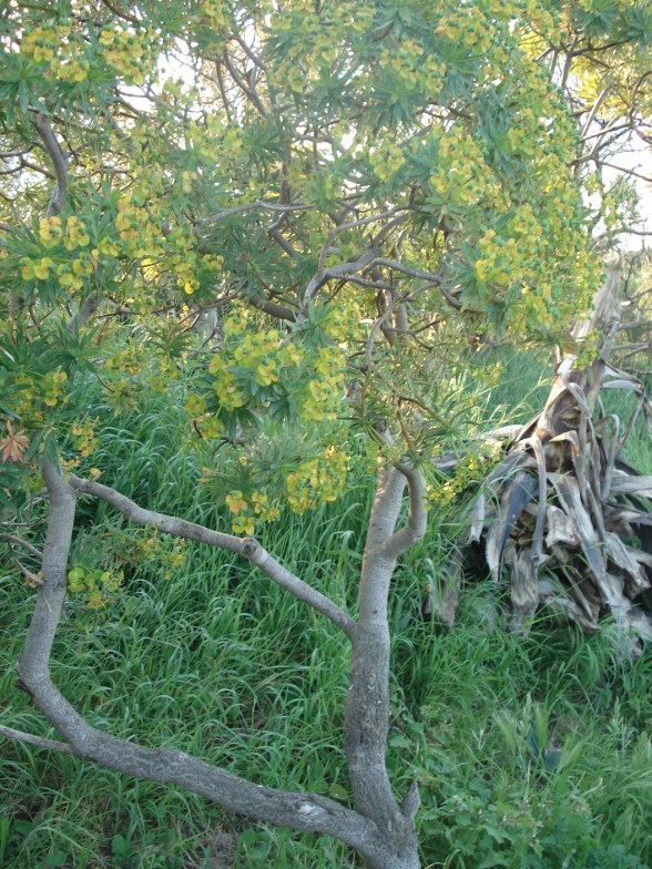 Euphorbia dendroides