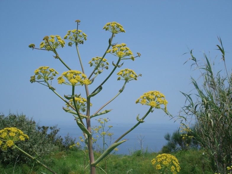 Ferula communis