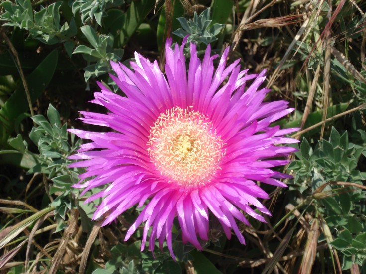 Carpobrotus acinaciformis