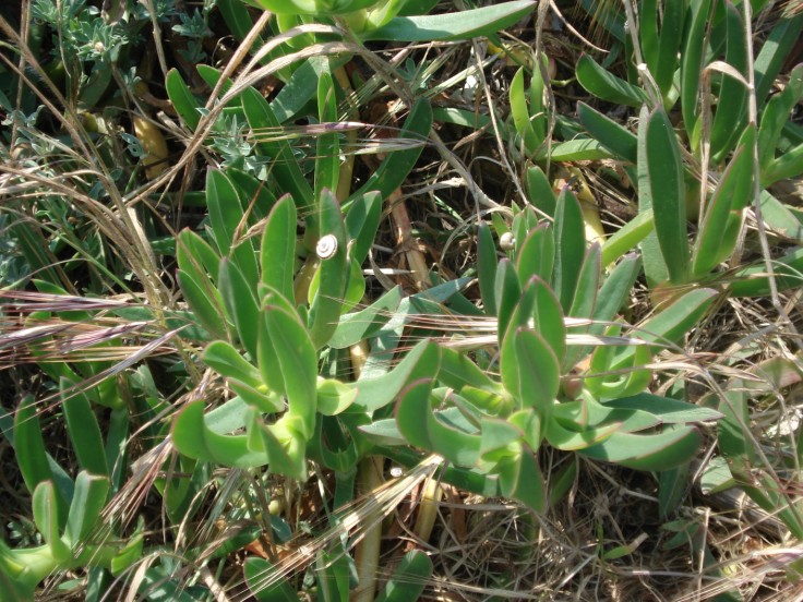 Carpobrotus acinaciformis