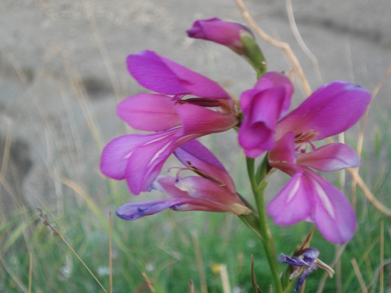 Gladiolus italicus