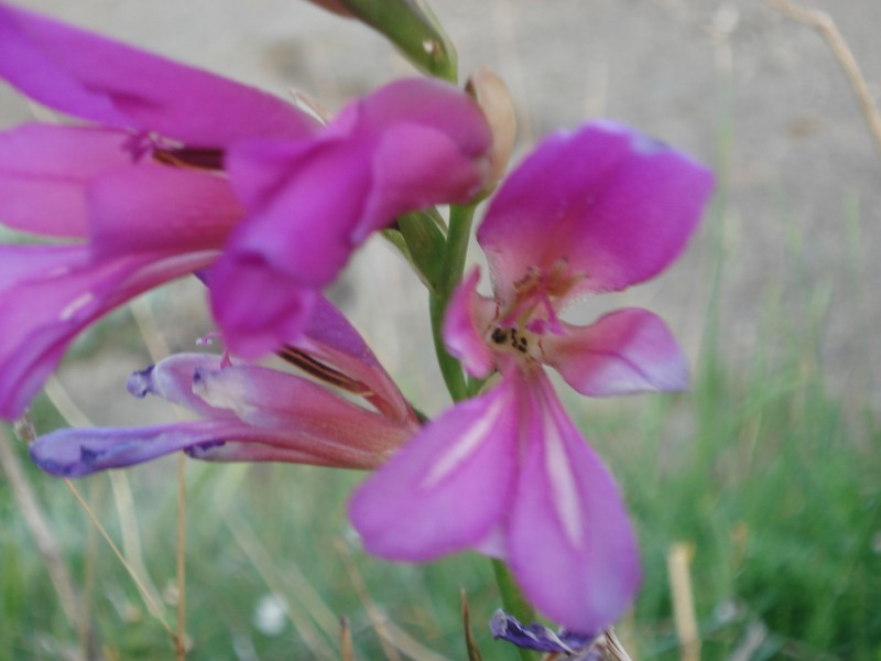 Gladiolus italicus