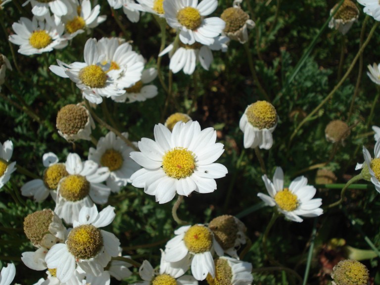 Anthemis maritima